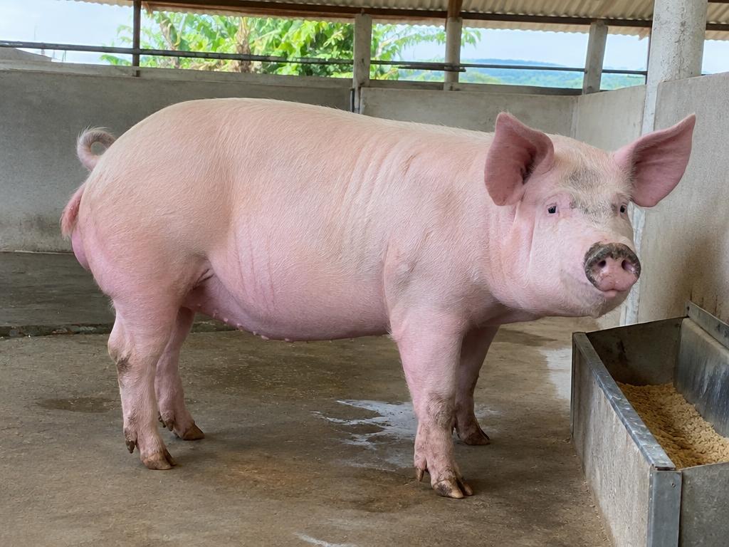 Porc Adulte / Engraisse